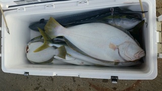 ディープ オーシャン 釣果