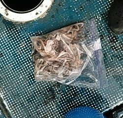 フィッシングガイド りょう 釣果