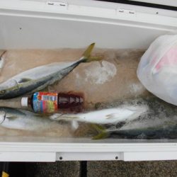 大進丸（新潟） 釣果