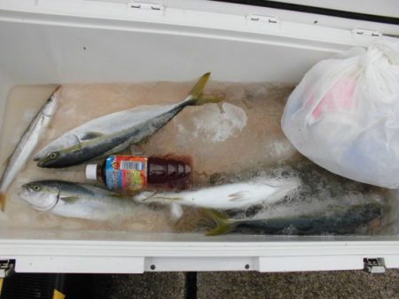 大進丸（新潟） 釣果