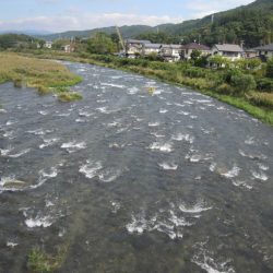 狩野川(狩野川漁業協同組合) 釣果