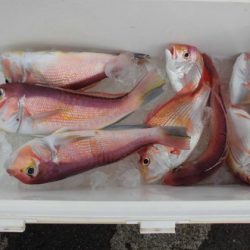 大進丸(新潟) 釣果