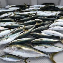ミタチ丸 釣果