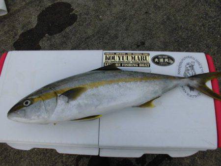 大進丸（新潟） 釣果