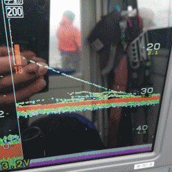 遊漁船ブルーウッズ 釣果