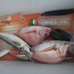 遊漁船 新鋭丸 釣果