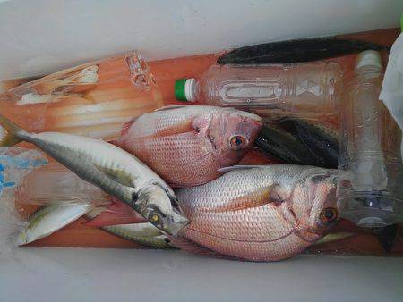 遊漁船 新鋭丸 釣果