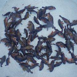 TOPGUN名古屋 釣果