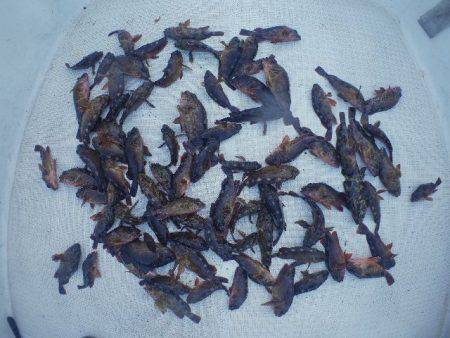 TOPGUN名古屋 釣果