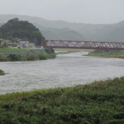 狩野川(狩野川漁業協同組合) 釣果