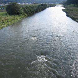 狩野川(狩野川漁業協同組合) 釣果