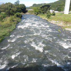 狩野川(狩野川漁業協同組合) 釣果