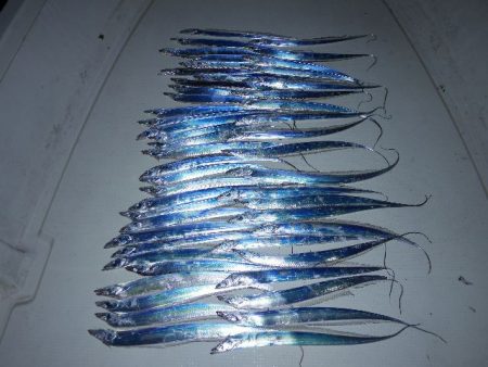 TOPGUN名古屋 釣果