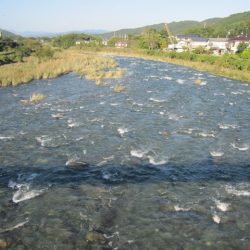 狩野川(狩野川漁業協同組合) 釣果