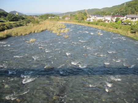 狩野川(狩野川漁業協同組合) 釣果