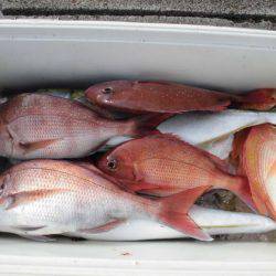 大進丸(新潟) 釣果