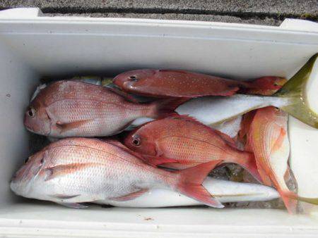 大進丸(新潟) 釣果