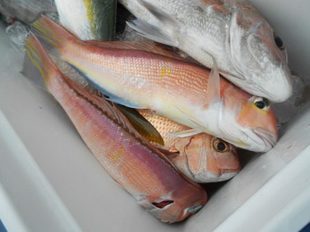 こうゆう丸 釣果