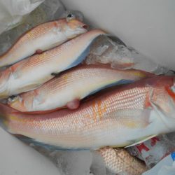 こうゆう丸 釣果