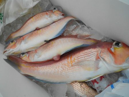 こうゆう丸 釣果