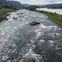 狩野川(狩野川漁業協同組合) 釣果
