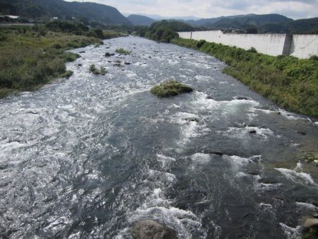 狩野川(狩野川漁業協同組合) 釣果
