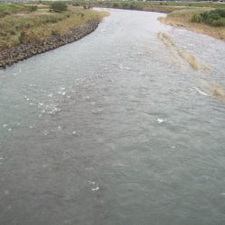 狩野川(狩野川漁業協同組合) 釣果