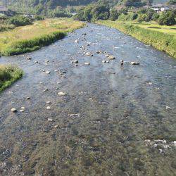 狩野川(狩野川漁業協同組合) 釣果