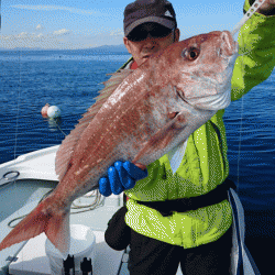 遊漁船ブルーウッズ 釣果