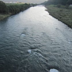 狩野川(狩野川漁業協同組合) 釣果