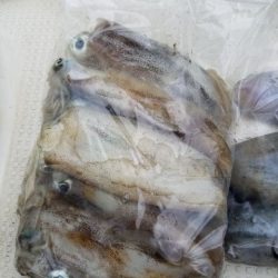 Magic(マジック) 釣果