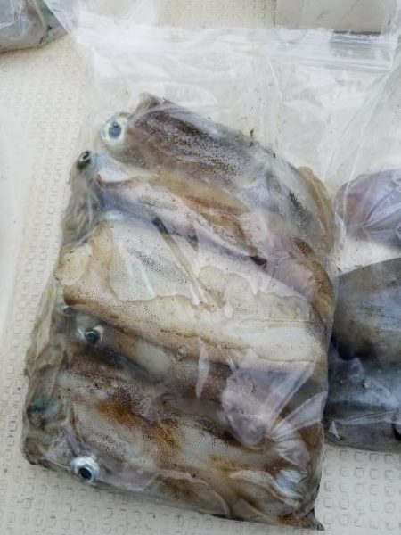 Magic(マジック) 釣果