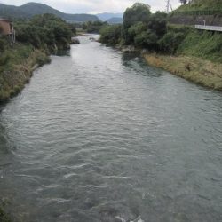 狩野川(狩野川漁業協同組合) 釣果
