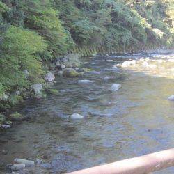 狩野川(狩野川漁業協同組合) 釣果