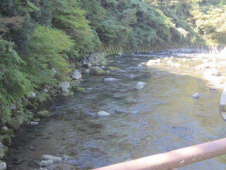 狩野川(狩野川漁業協同組合) 釣果