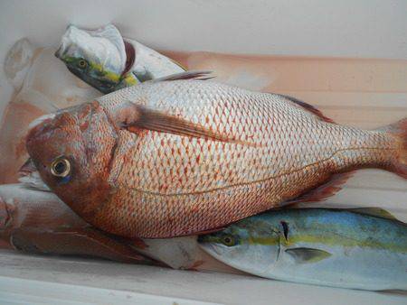 こうゆう丸 釣果