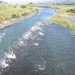 狩野川(狩野川漁業協同組合) 釣果