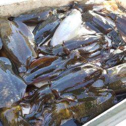 Magic(マジック) 釣果