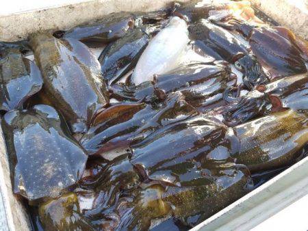 Magic(マジック) 釣果