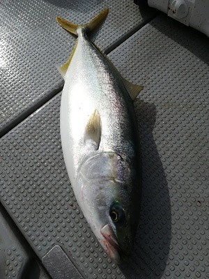 IDATEN（イダテン） 釣果