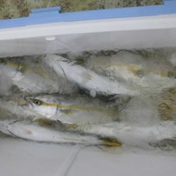 大進丸（新潟） 釣果