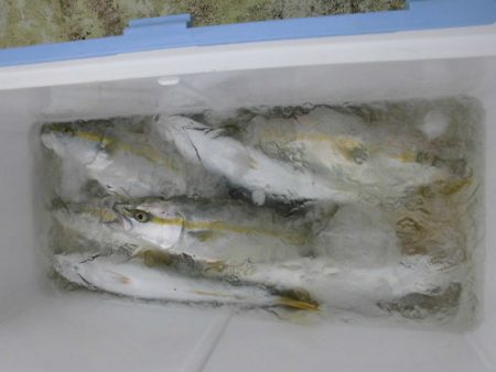 大進丸（新潟） 釣果