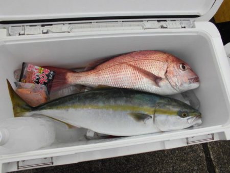 大進丸(新潟) 釣果