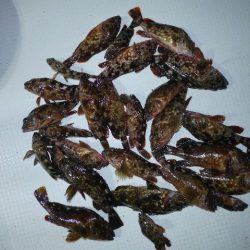 TOPGUN名古屋 釣果