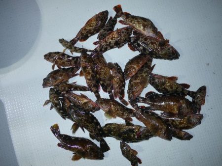 TOPGUN名古屋 釣果