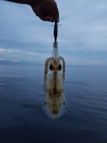 遊漁船　ニライカナイ 釣果