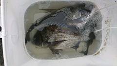 まこと渡船 釣果