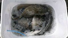 まこと渡船 釣果