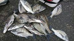 まこと渡船 釣果