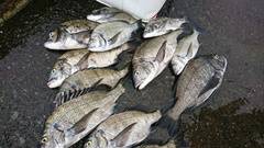 まこと渡船 釣果